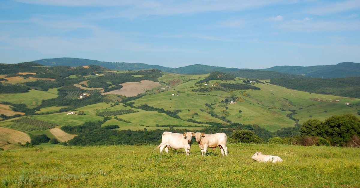 Giornata di studio “L’agenda strategica per la ricerca e l’innovazione dell’Animal Task Force”