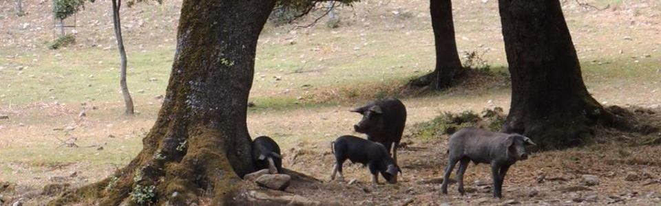 Peste suina: Entro il  10 settembre le domande per la caccia in deroga al cinghiale