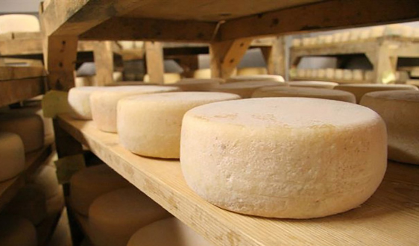 COMPARTO LATTIERO CASEARIO OVICAPRINO: AUMENTA LA PRODUZIONE DI PECORINO ROMANO