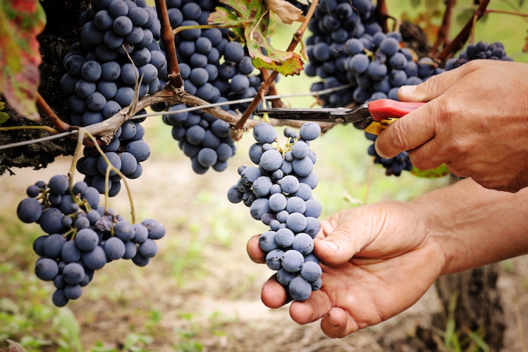 Vendemmia 2019: meno uva ma buona