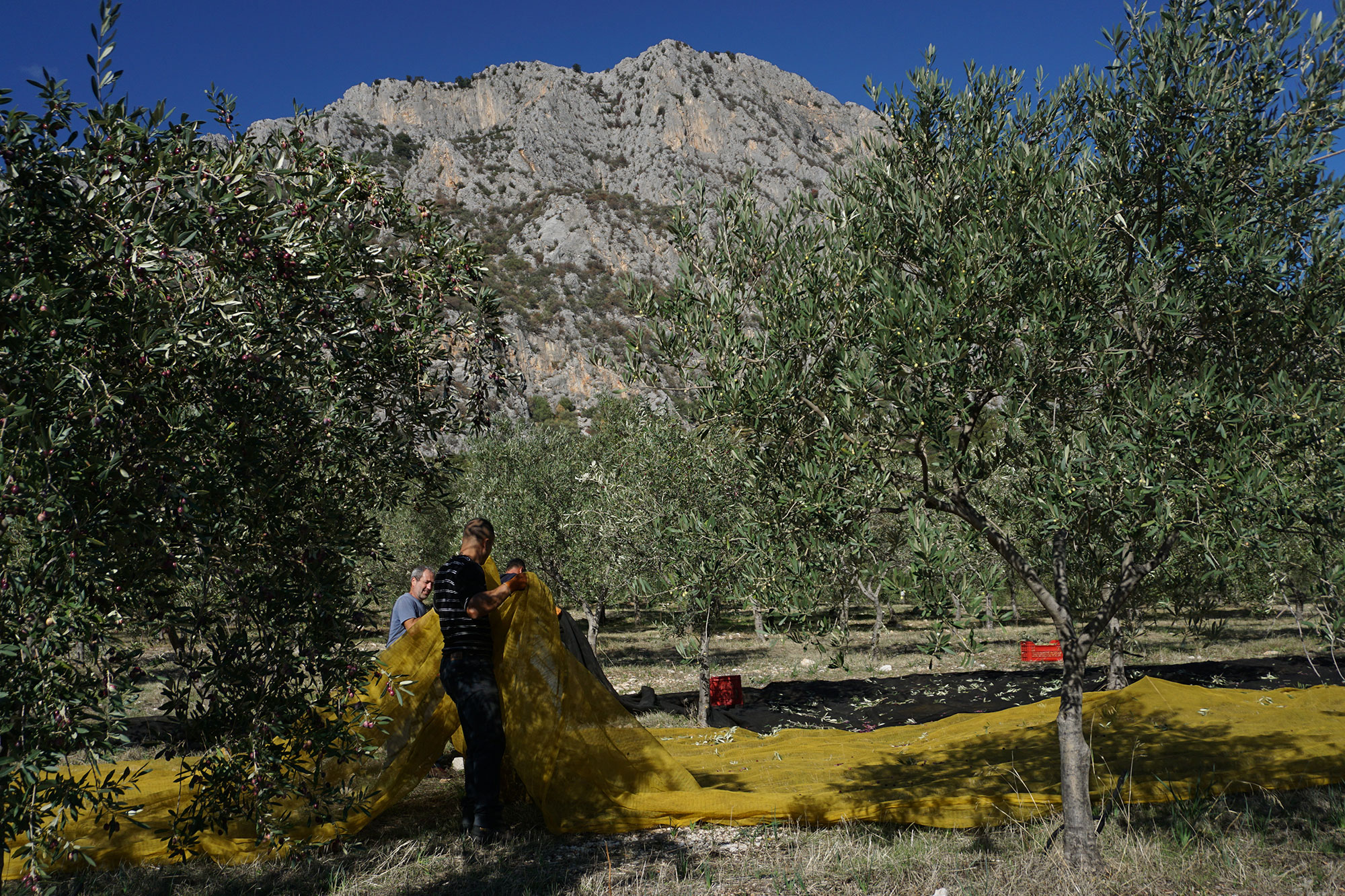 In Sardegna si prevede un aumento del 70% della produzione di olio nel 2019/20