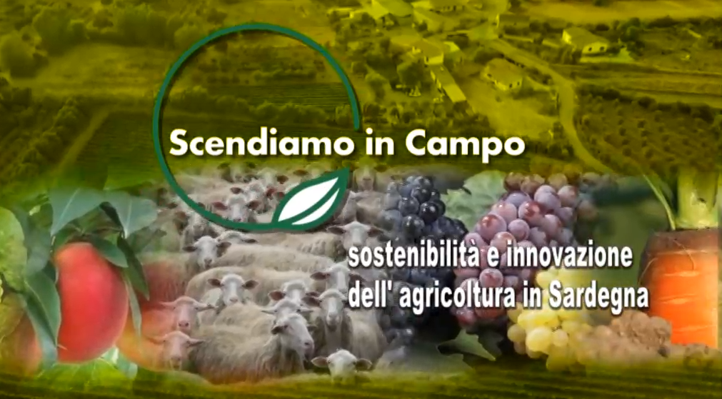 Su Videolina il secondo appuntamento di Scendiamo in campo, in collaborazione con Copagri Sardegna. Si parlerà di Biologico e Olivicoltura.