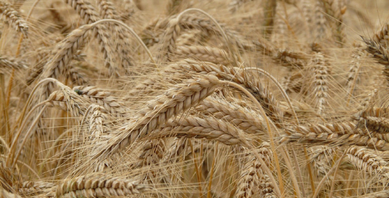 Nasce la pasta Cellino con grano tutto sardo