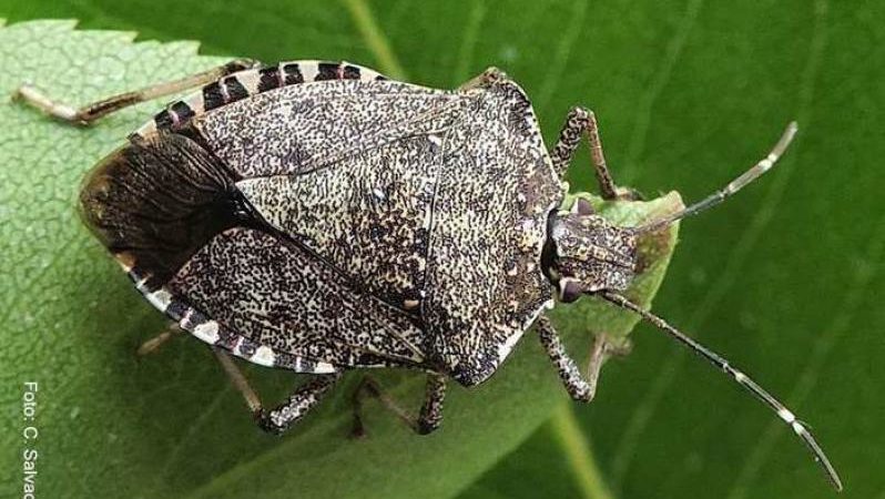 Guardia alta contro la cimice asiatica