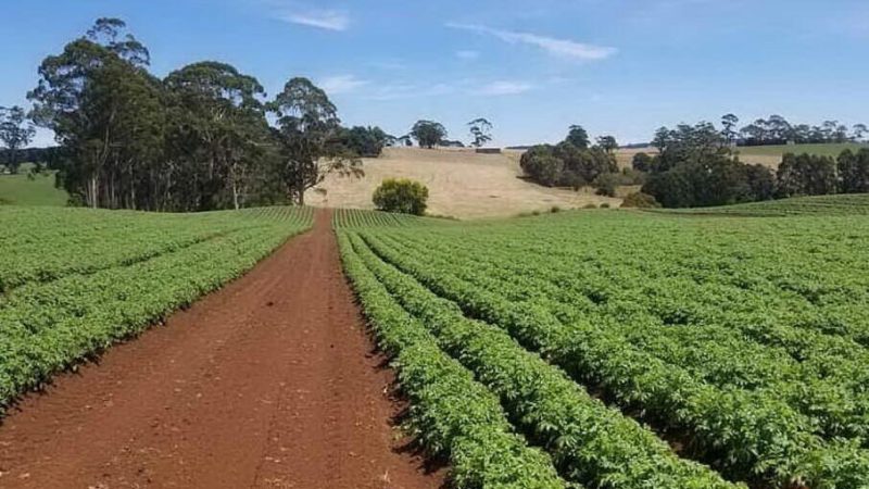 Blocco di contributi a 300 agricoltori sardi per problemi burocratici