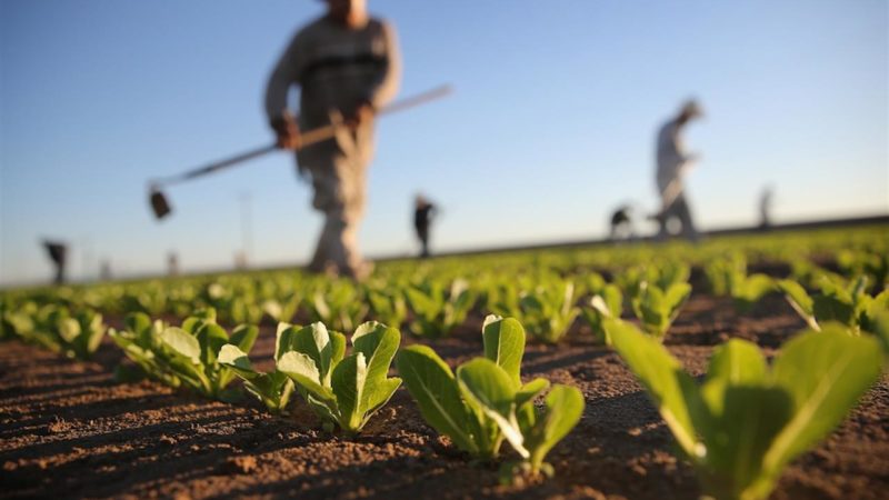 12° incontro per il Biodistretto Sud Sardegna, il 5 ottobre 2021 dedicato all’ortofrutta