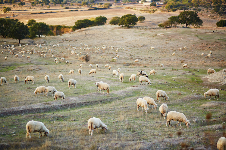 COPAGRI SARDEGNA: VERSO L’AGRICOLTURA TROPPA DISATTENZIONE, LA REGIONE CAMBI PASSO