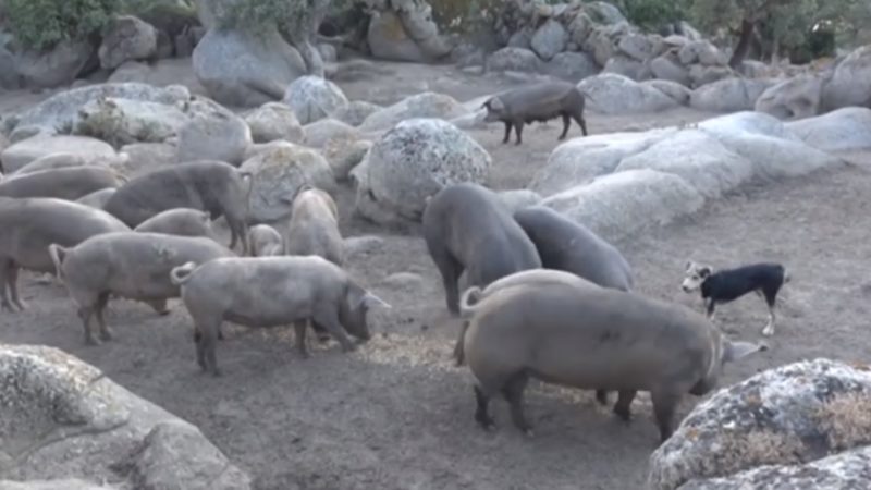 “Scendiamo in campo”: grande successo per la puntata sul comparto suinicolo, in collaborazione con Copagri Sardegna