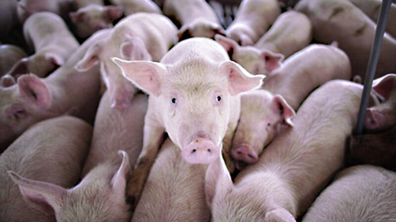 La PSA è stata debellata da due anni, ma la commissaria UE alla salute blocca la liberalizzazione del commercio di carni suine sarde. Le dichiarazioni di Copagri Sardegna