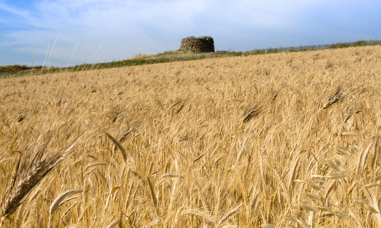 Campo di grano in Sardegna
