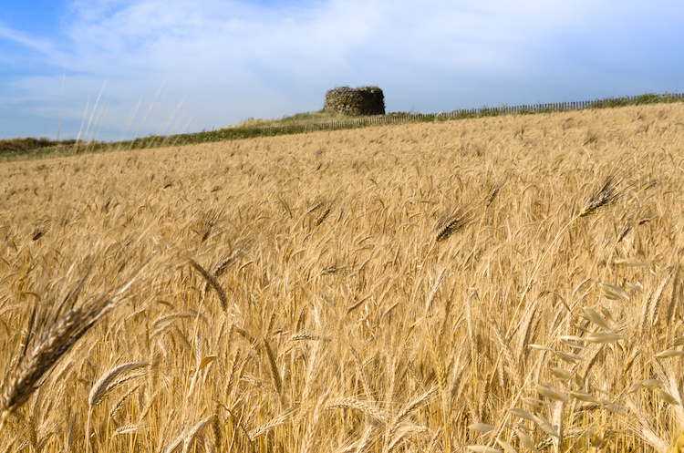 COPAGRI SARDEGNA: IMPRESE AGRICOLE AL COLLASSO – REGIONE ATTIVI SUBITO LE MISURE DI LIQUIDITA’