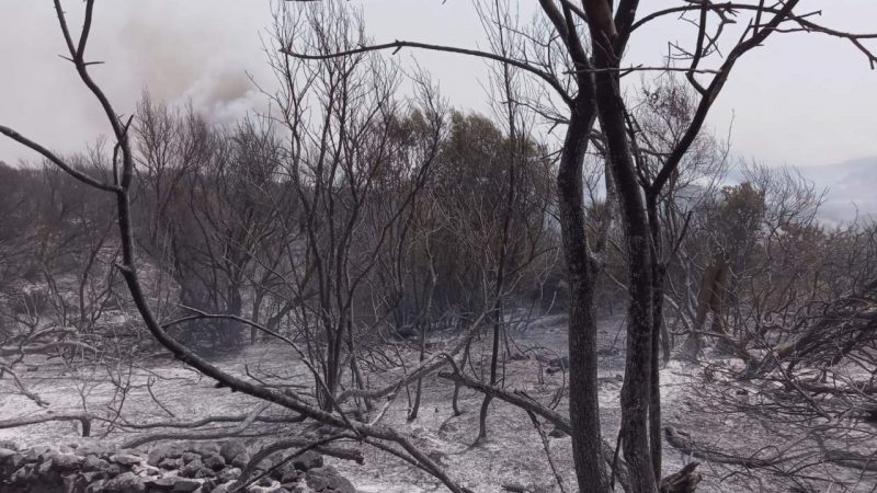 COPAGRI: INCENDI, IN SARDEGNA DANNI PER 1 MILIARDO DI EURO; AL VIA RACCOLTA FONDI PER GLI AGRICOLTORI