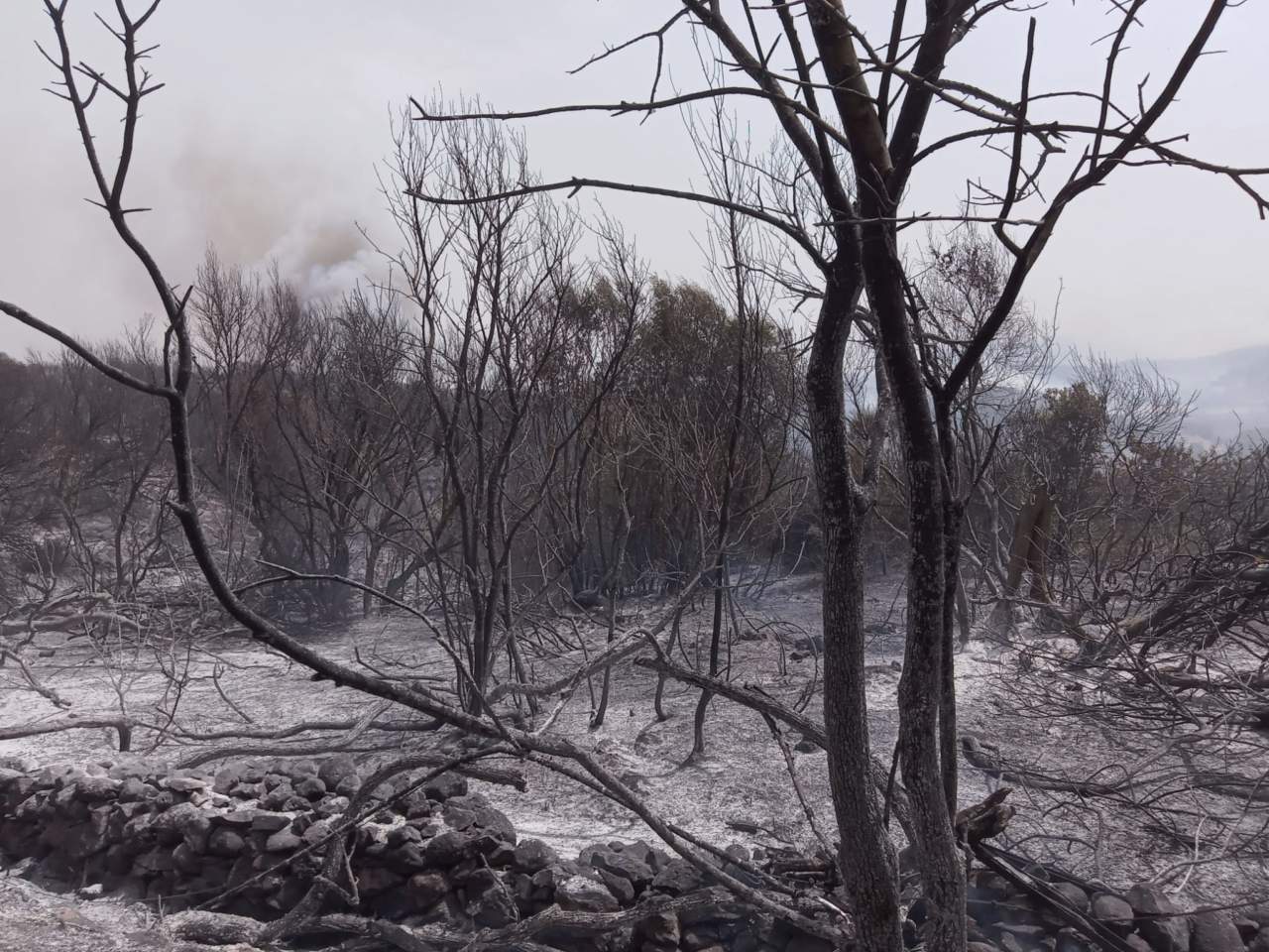 COPAGRI: INCENDI, IN SARDEGNA DANNI PER 1 MILIARDO DI EURO; AL VIA RACCOLTA FONDI PER GLI AGRICOLTORI