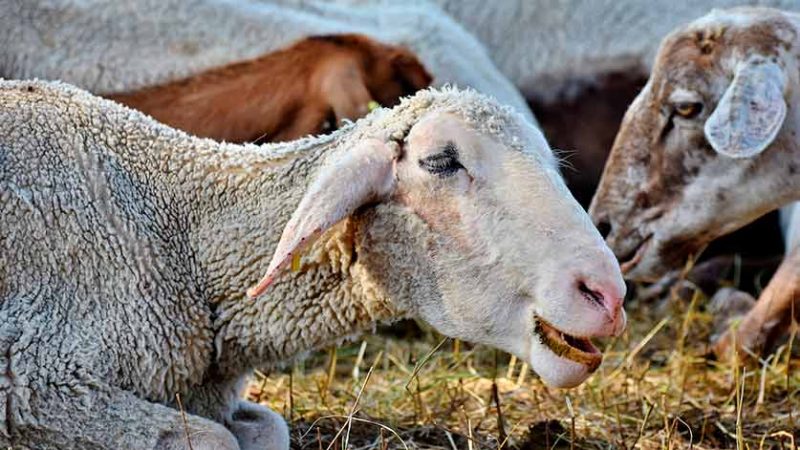 Copagri Sardegna: su Videolina la nuova puntata di “Scendiamo in campo”. Appuntamento per il 17 novembre alle 21:00, si parlerà di Blue tongue