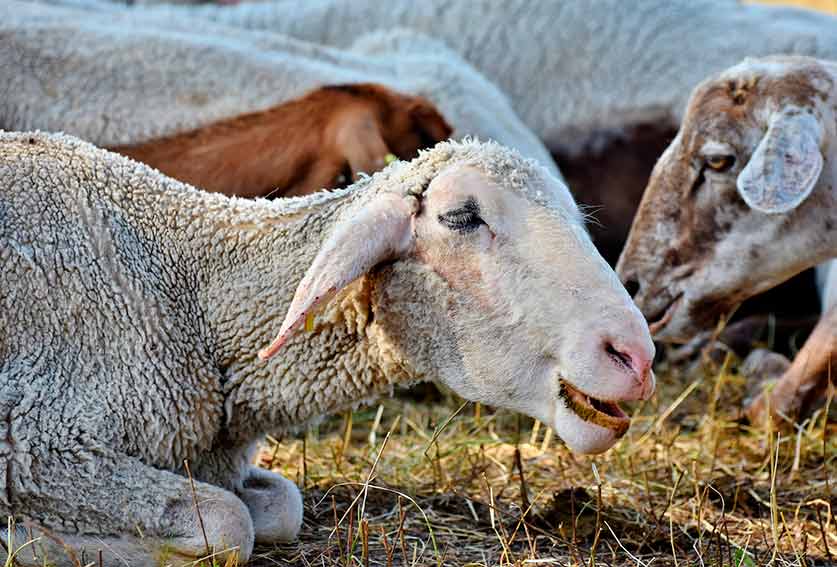 COPAGRI SARDEGNA: ANCHE QUEST’ANNO FORTI RITARDI NELLA CAMPAGNA DI VACCINAZIONE CONTRO LA BLUE TONGUE