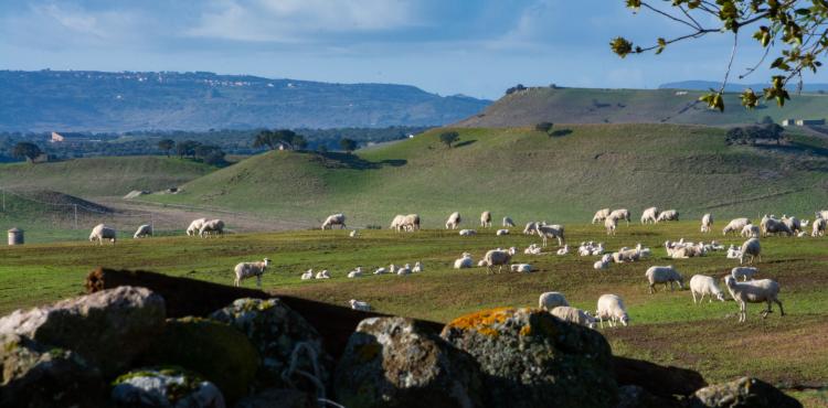 Dopo anni di silenzio, il 27 aprile u.s. il ministero dell’agricoltura ha convocato il Tavolo nazionale della  Filiera Ovicaprina.