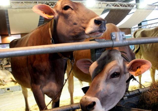 COPAGRI SARDEGNA: CRISI COMPARTO BOVINO. LA REGIONE INTERVENGA