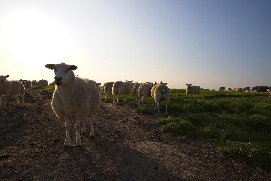 Ovicaprino, per il Pecorino Romano aumenti di prezzo azzerati da incrementi record costi produttivi Intervento della Copagri al Tavolo nazionale di settore convocato dal Mipaaf
