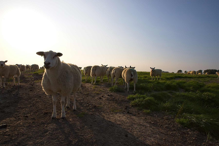 Ovicaprino, per il Pecorino Romano aumenti di prezzo azzerati da incrementi record costi produttivi Intervento della Copagri al Tavolo nazionale di settore convocato dal Mipaaf