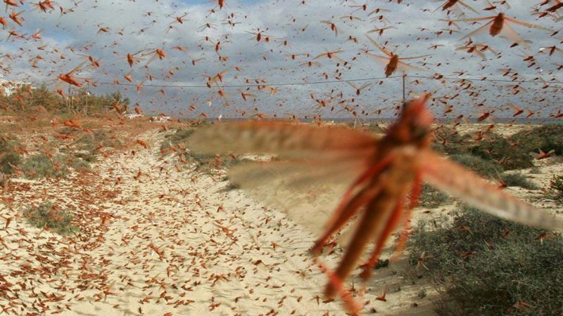 Apertura dei termini per la presentazione delle domande d’indennizzo a favore delle aziende agricole danneggiate dall’invasione di cavallette