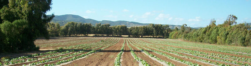 Mercoledì 21 dicembre l’ultima puntata per il 2022 di Scendiamo in campo dal titolo “Consolidamento e allargamento della multifunzionalità agricola a sostegno del reddito dei produttori agricoli”