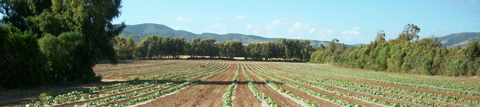 Copagri Sardegna esprime preoccupazione per i ritardi della regione riguardo la revisione della nuova PAC