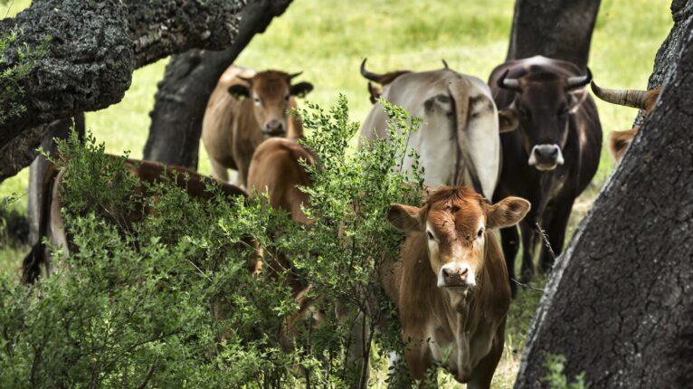 Copagri: a Nuoro si parla di valorizzazione delle carni bovine da allevamenti estensivi